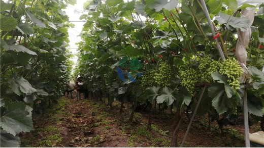 水溶肥品牌哪個好？種植大戶趙大哥分享