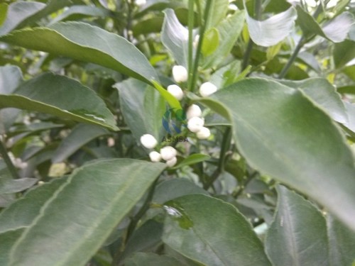 碳素營養(yǎng)水溶肥是作物營養(yǎng)之選？用事實見證
