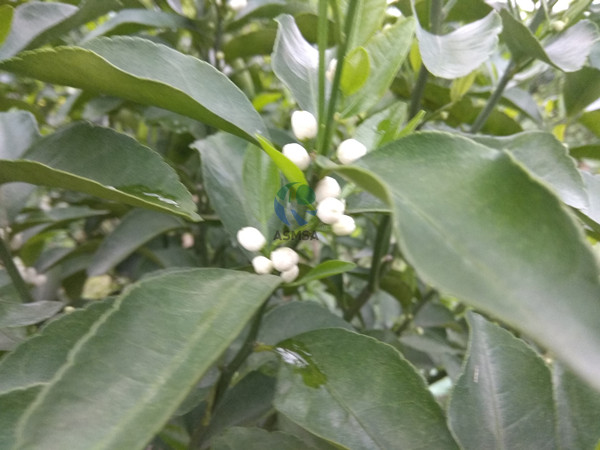 柑橘-愛施蔓蔓葉水溶肥