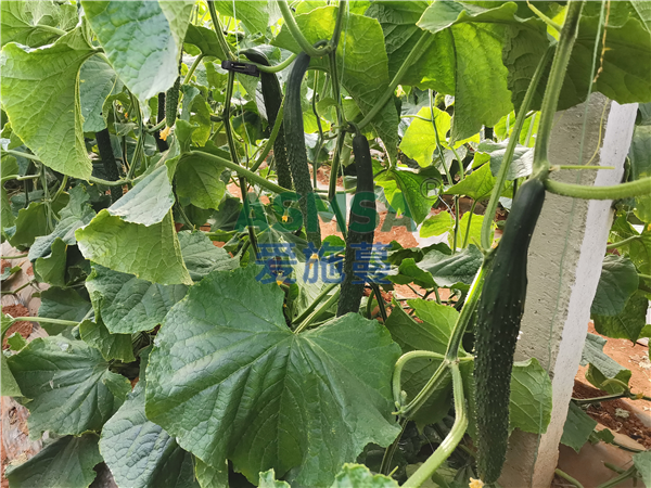 黃瓜種植施什么水溶肥