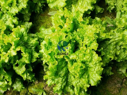 液體水溶肥好用嗎？種植戶的貼心選擇