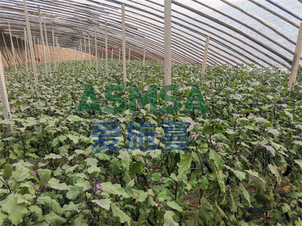 茄子施肥-愛(ài)施蔓水溶肥