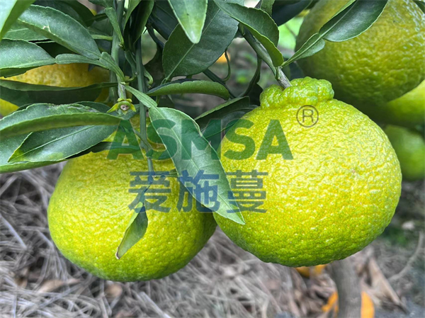 柑橘施肥-愛施蔓水溶肥