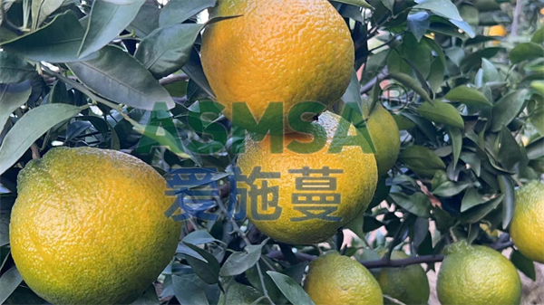 柑橘施肥-愛施蔓水溶肥