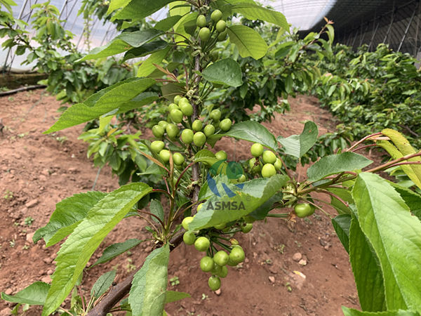 櫻桃-愛施蔓蔓葉水溶肥1