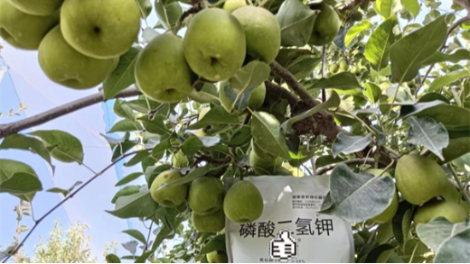 果樹施肥：磷酸二氫鉀助力生長