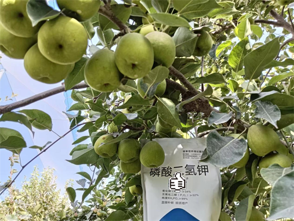 梨樹(shù)施肥-愛(ài)施蔓蔓葉磷酸二氫鉀