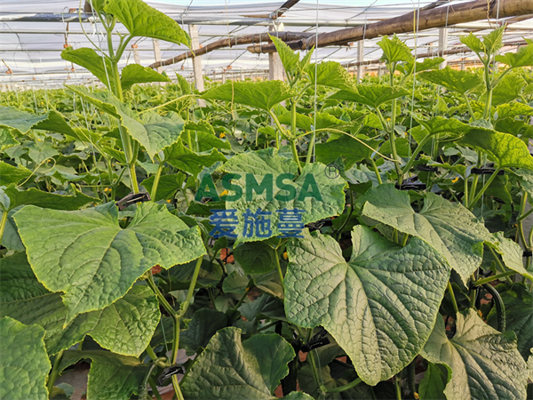 黃瓜施肥-愛施蔓蔓葉微生物菌劑