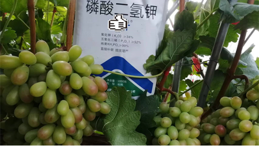 葡萄種植應該如何施肥