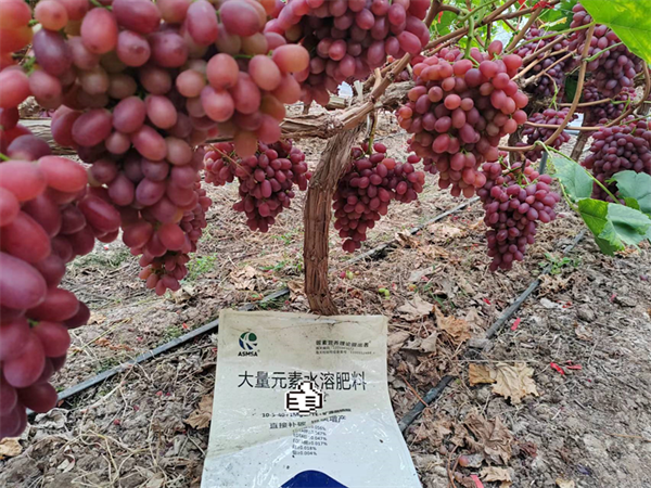 葡萄種植—愛施蔓蔓葉大量元素水溶肥