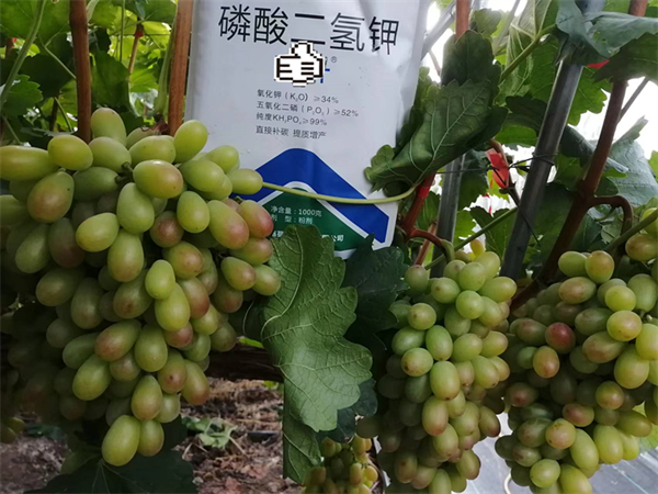 葡萄種植—愛施蔓蔓葉磷酸二氫鉀