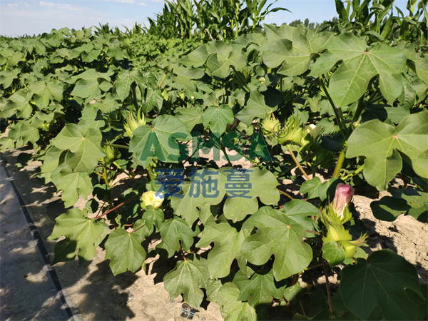 棉花施肥-愛施蔓蔓葉水溶肥