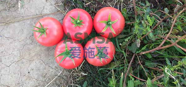 番茄施肥-愛施蔓蔓葉水溶肥