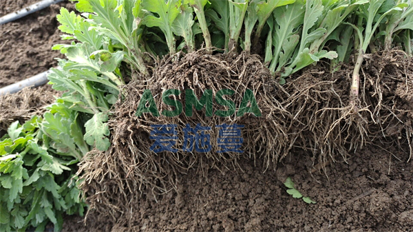菊花施肥-愛施蔓蔓葉水溶肥