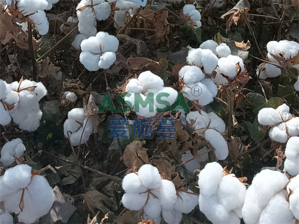棉花施肥-愛施蔓蔓葉水溶肥
