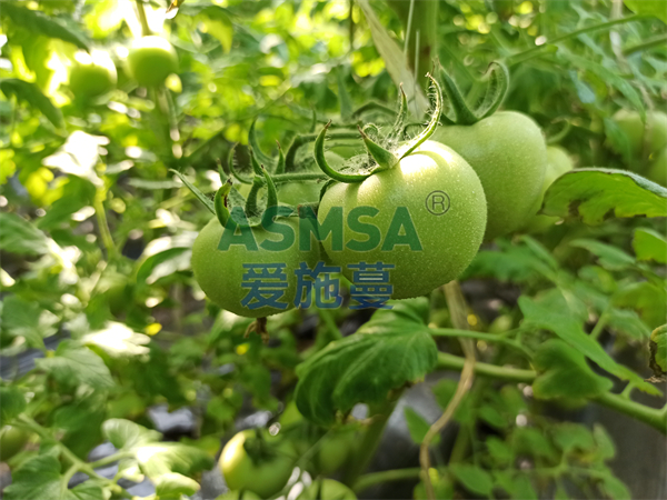 番茄施肥-愛施蔓蔓葉水溶肥