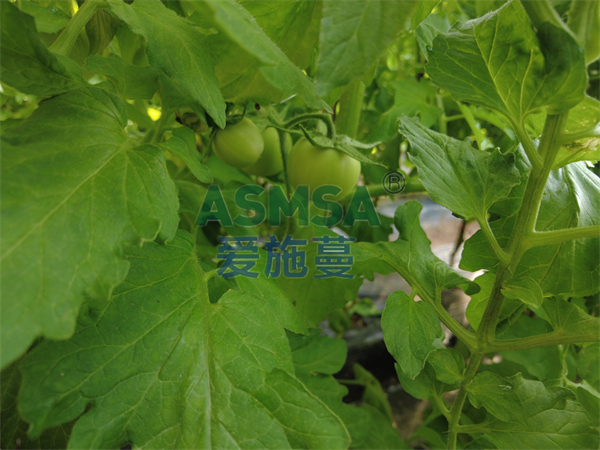 番茄施肥-愛施蔓蔓葉水溶肥