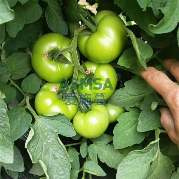 番茄施肥-愛施蔓蔓葉水溶肥