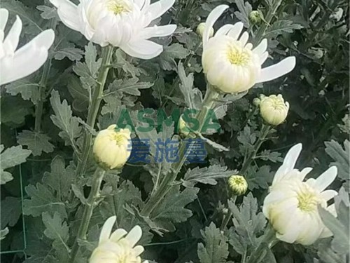 水溶肥施肥注意事項(xiàng)
