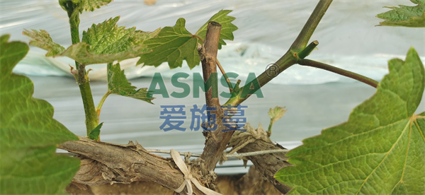 葡萄施肥-愛施蔓蔓葉水溶肥