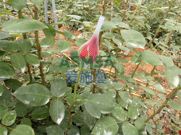 花卉施肥-愛施蔓蔓葉水溶肥