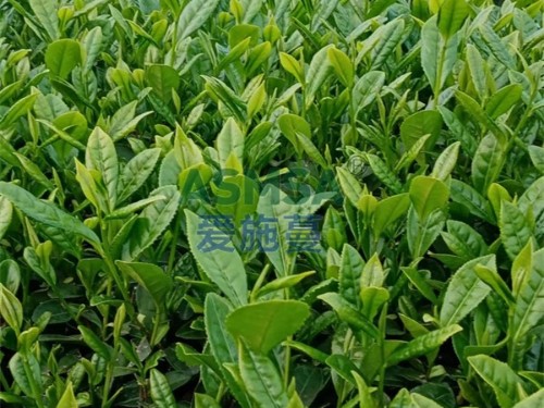 磷酸二氫鉀的功效和作用是什么？經(jīng)銷(xiāo)商柯總分享