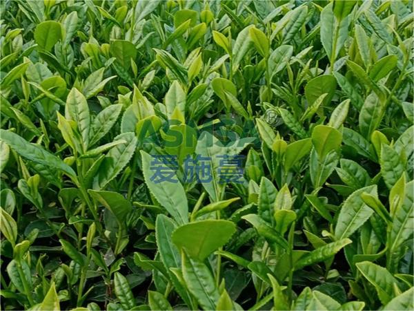 茶葉施肥-愛(ài)施蔓蔓葉水溶肥