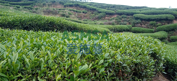 茶葉施肥-愛(ài)施蔓蔓葉水溶肥