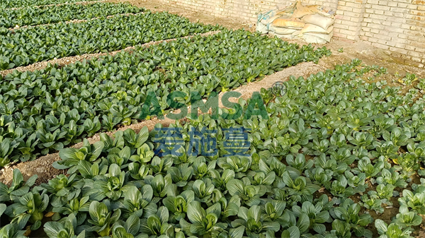 水溶肥施用過程中的常見問題