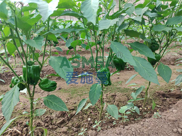 辣椒施肥-愛施蔓蔓葉水溶肥