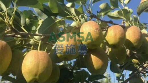 水溶肥價格和哪些因素有關？愛施蔓告訴你