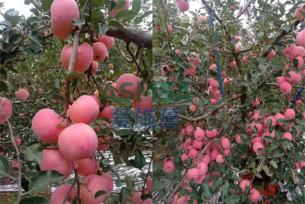 蘋果施肥-愛施蔓蔓葉水溶肥