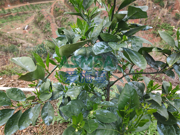 哪種水溶肥效果好，張大哥的種植經(jīng)驗(yàn)分享