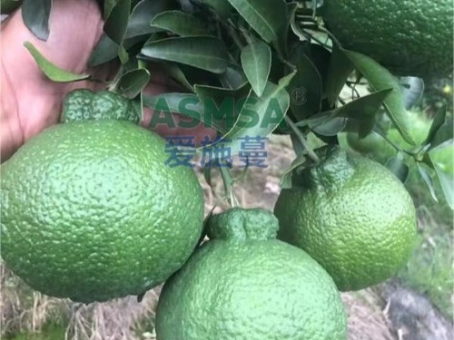 柑橘水溶肥的使用應(yīng)注意什么？