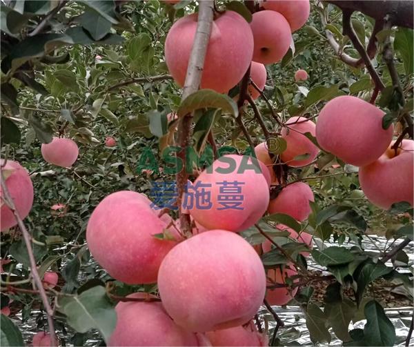 蘋果施肥-愛施蔓蔓葉水溶肥