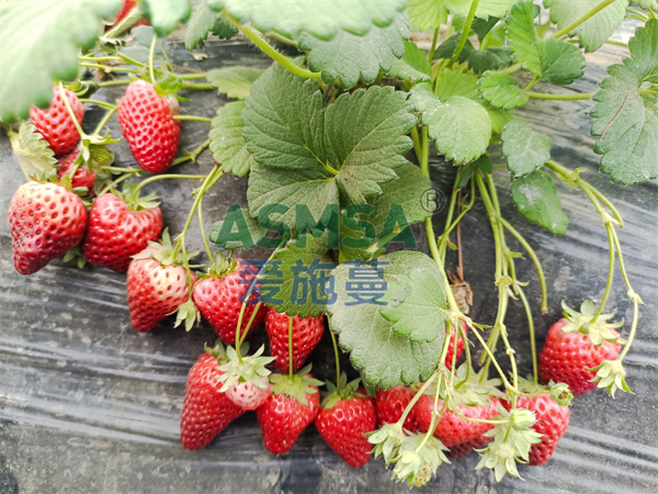 草莓種植技術(shù)與管理：選對(duì)肥料是關(guān)鍵