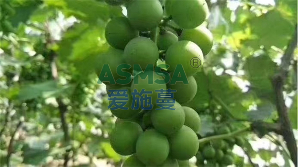 葡萄施肥-愛(ài)施蔓蔓葉水溶肥