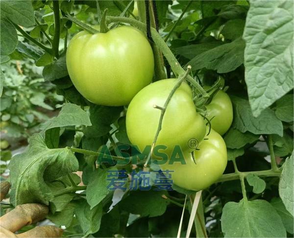 番茄施肥-愛(ài)施蔓蔓葉水溶肥