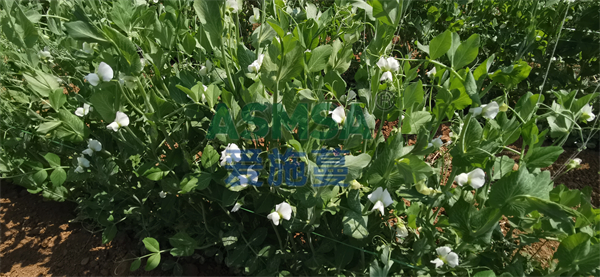 豌豆施肥-愛施蔓蔓葉水溶肥