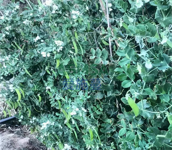 豌豆施肥-愛施蔓蔓葉水溶肥