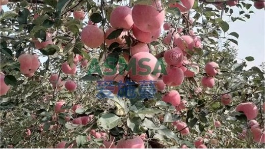 水溶肥對作物生長起到什么作用