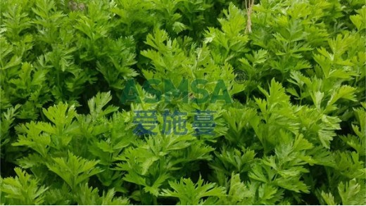 水溶肥和普通肥料的區(qū)別在哪里？