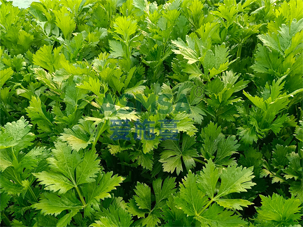 芹菜施肥-愛施蔓蔓葉水溶肥