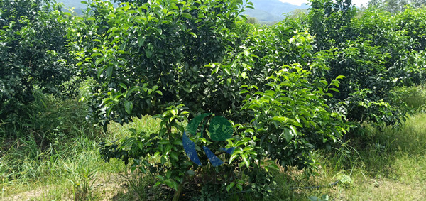 柑橘-愛施蔓蔓葉水溶肥
