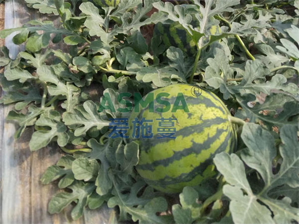 西瓜施肥-愛(ài)施蔓蔓葉水溶肥