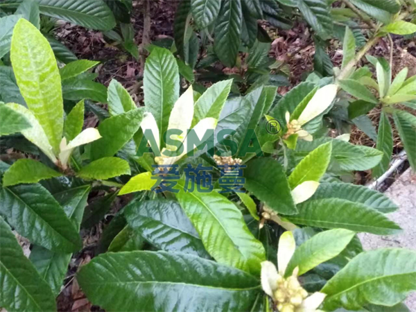 枇杷施肥-愛施蔓蔓葉水溶肥