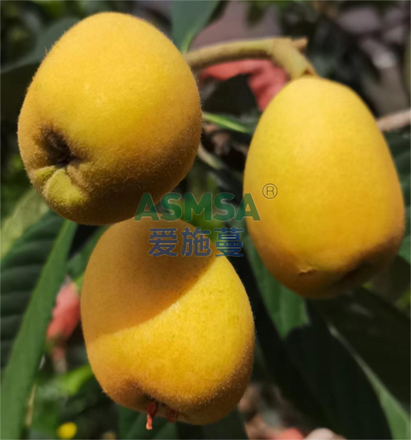 枇杷施肥-愛施蔓蔓葉水溶肥
