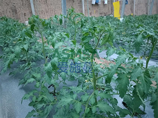 番茄施肥-愛(ài)施蔓蔓葉水溶肥