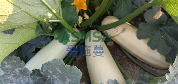 西葫蘆施肥-愛施蔓蔓葉水溶肥