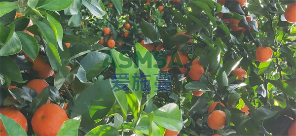 柑橘施肥-愛施蔓蔓葉水溶肥